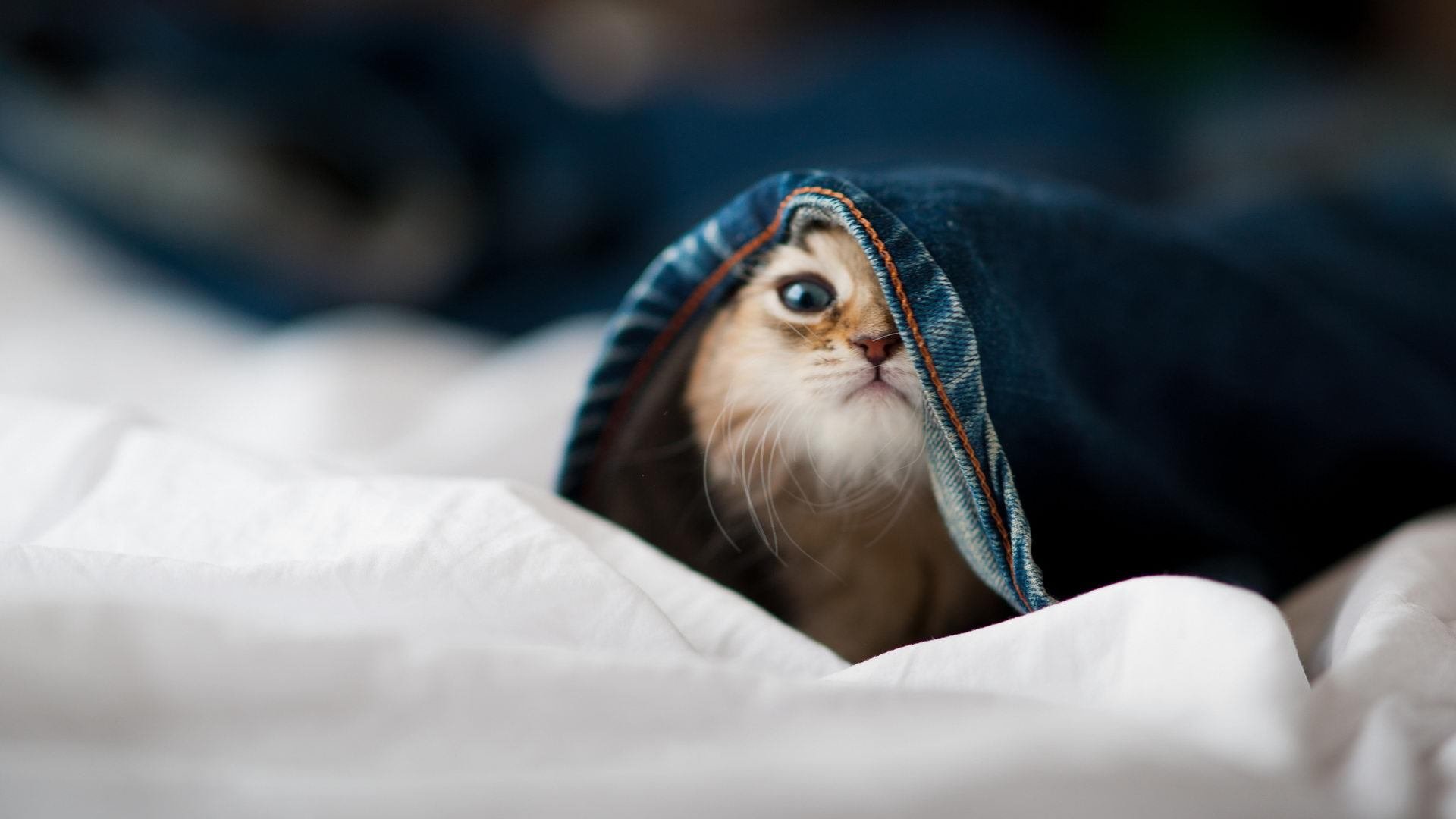 中国高中篮球协会成立规范校园赛事运行机制，校篮球协会是干嘛的